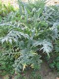 globe artichoke